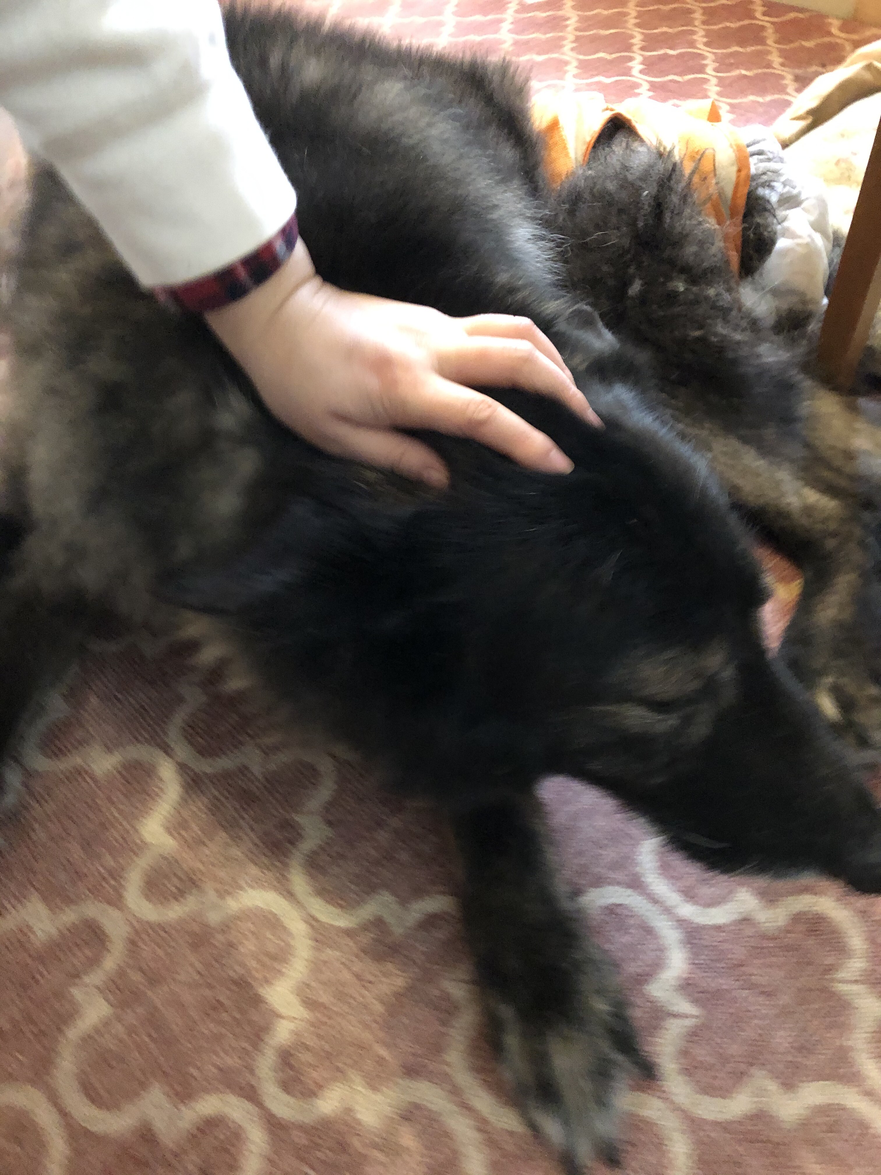 老犬が臭い原因 ご飯を食べなくなったリープ ウチのナマモノ