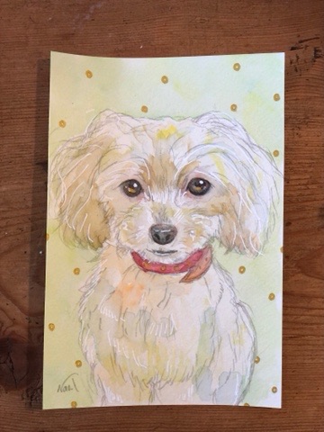 マルプー マルチーズ トイプードル の肖像画 似顔絵 水彩画 ウチのナマモノ
