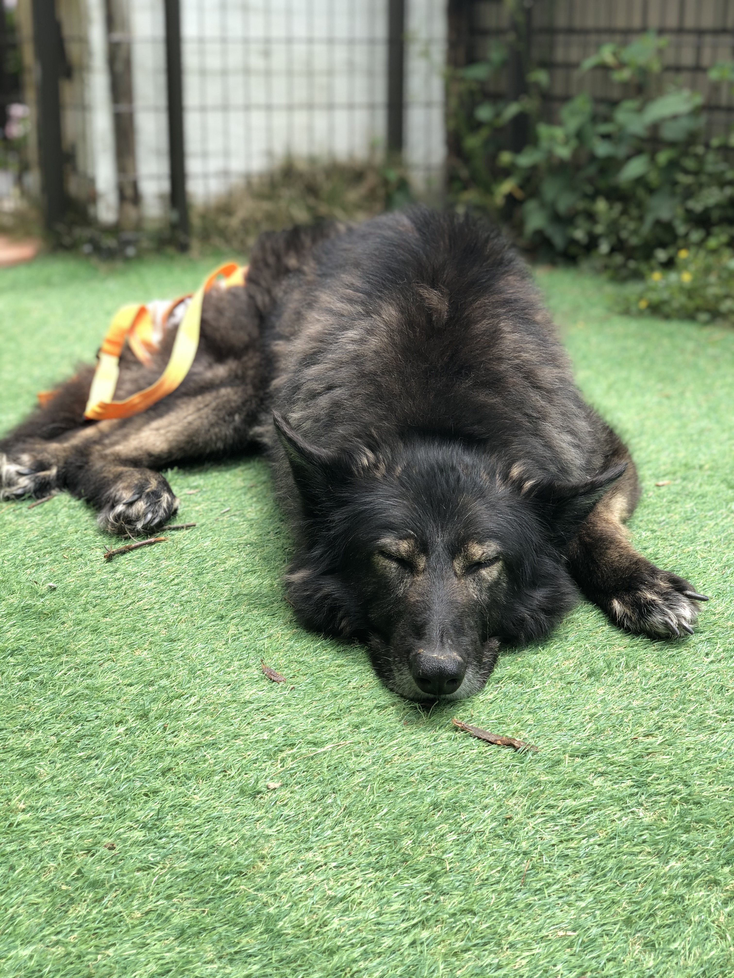 狼犬リープ お薬変わりました ウチのナマモノ 狼犬リープ お薬変わりました ウチのナマモノ