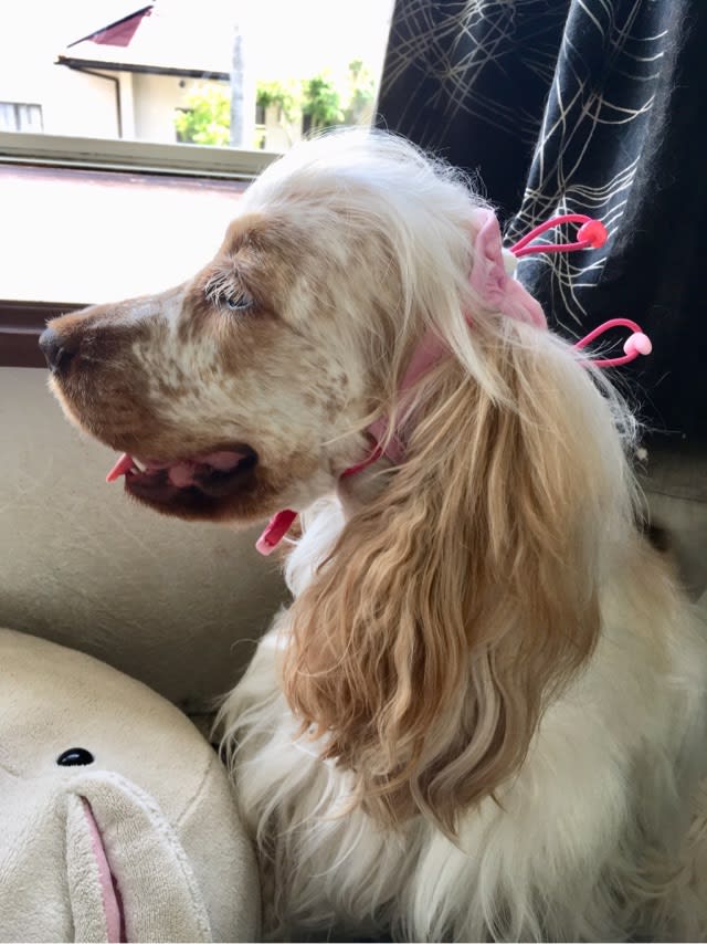 垂れ耳犬用耳上げサポーター試してみました ウチのナマモノ