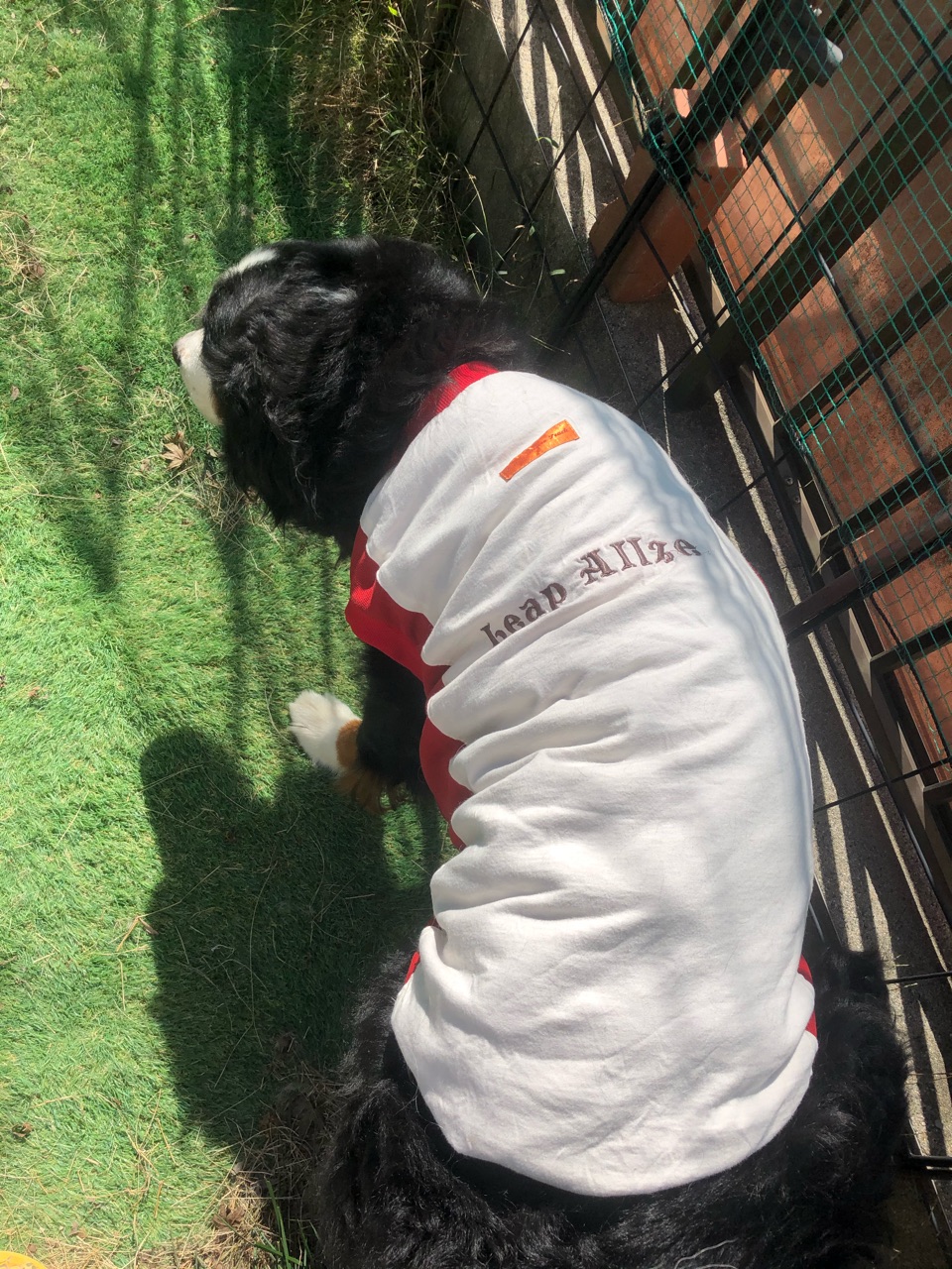 リラックスバーニーズ 動画 お坊ちゃま犬 たち ウチのナマモノ リラックスバーニーズ 動画 お坊ちゃま犬 たち ウチのナマモノ