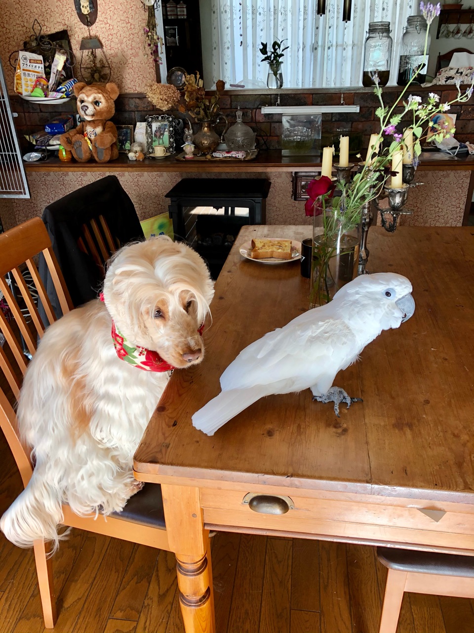 おしゅてきプリンセスとディズニーのオーナメント 爆笑 ベルの正体とは ウチのナマモノ