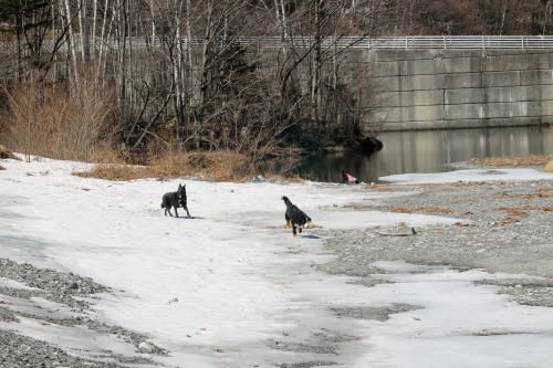 13年冬の別荘黒犬雪遊び ー後編 ウチのナマモノ 13年冬の別荘黒犬雪遊び ー後編 ウチのナマモノ