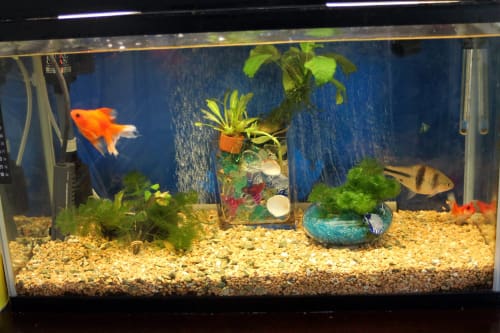 金魚水槽のレイアウト 電球交換 ウチのナマモノ 金魚水槽のレイアウト 電球交換 ウチのナマモノ