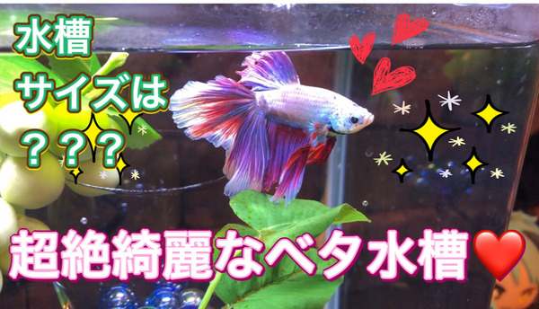 美しいベタ水槽 コンパニオンアニマルとしてのベタ 動画 ウチのナマモノ