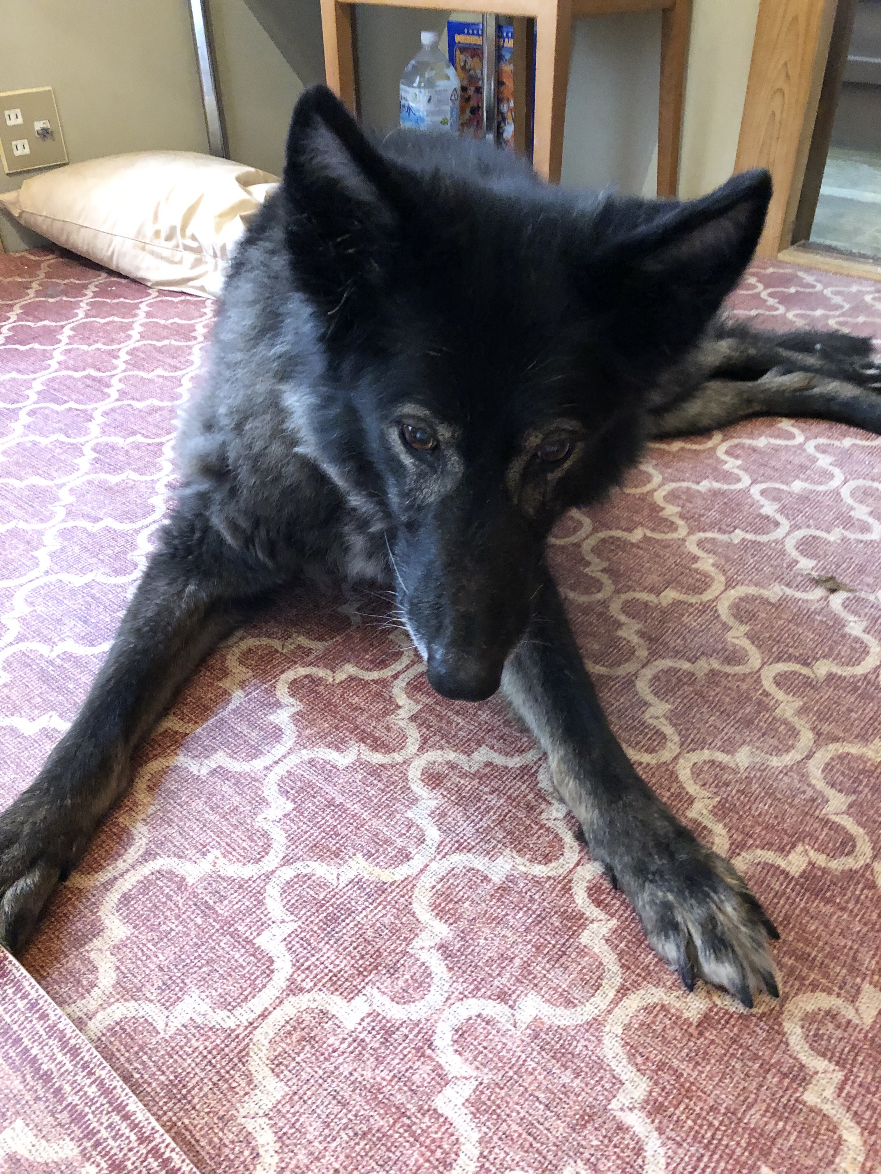 老犬が臭い原因 ご飯を食べなくなったリープ ウチのナマモノ 老犬が臭い原因 ご飯を食べなくなったリープ ウチのナマモノ