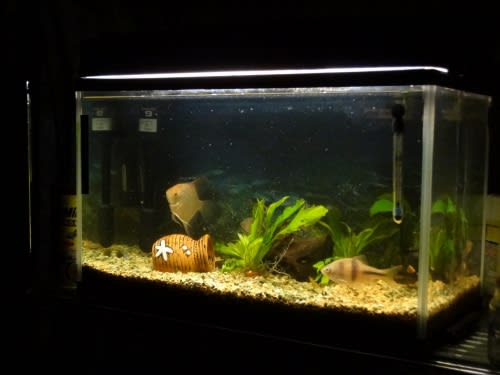 熱帯魚増員 ウチのナマモノ 熱帯魚増員 ウチのナマモノ