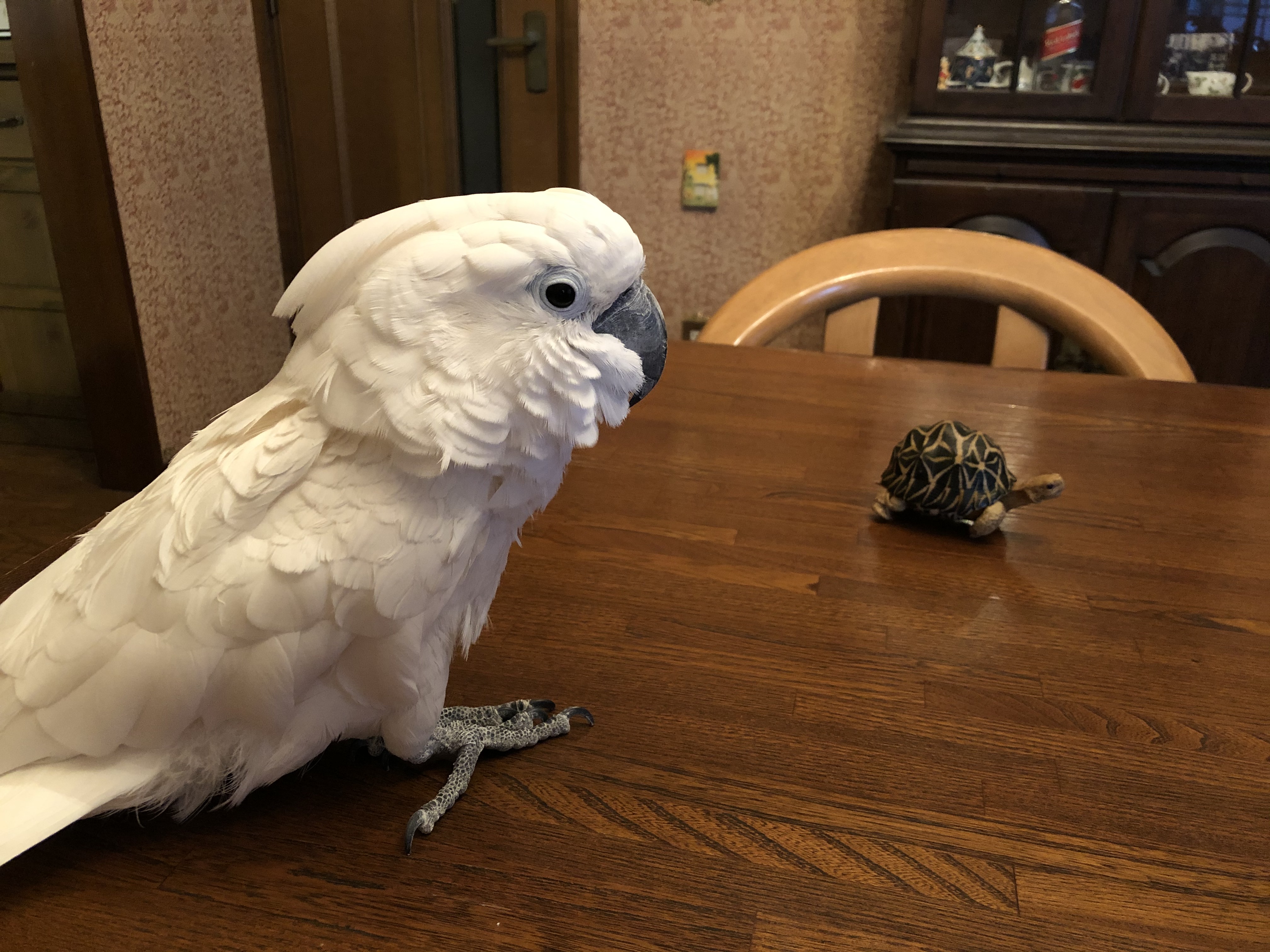 リクガメをお迎え と思ったら ウチのナマモノ