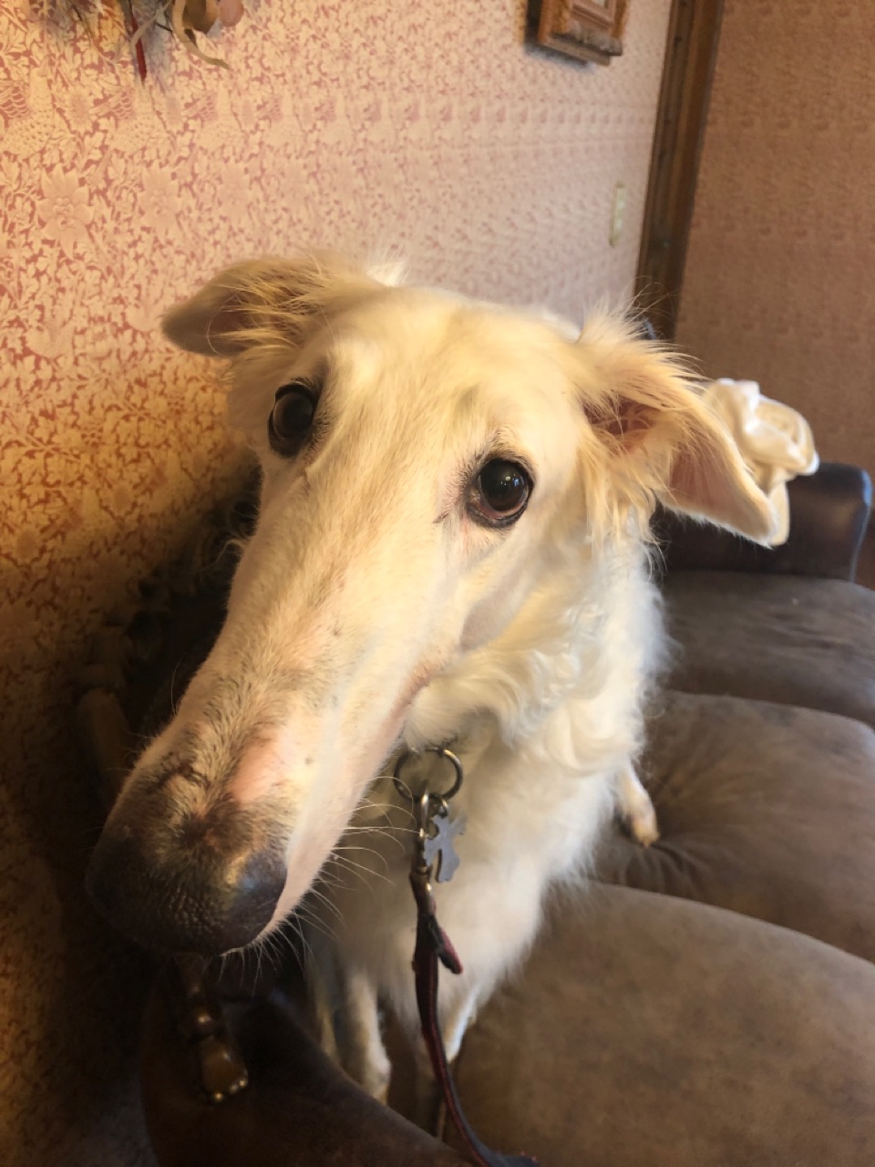 レッドノーズデー21に参加したおバジ丸 幸せな柴犬ゴローちゃん ウチのナマモノ