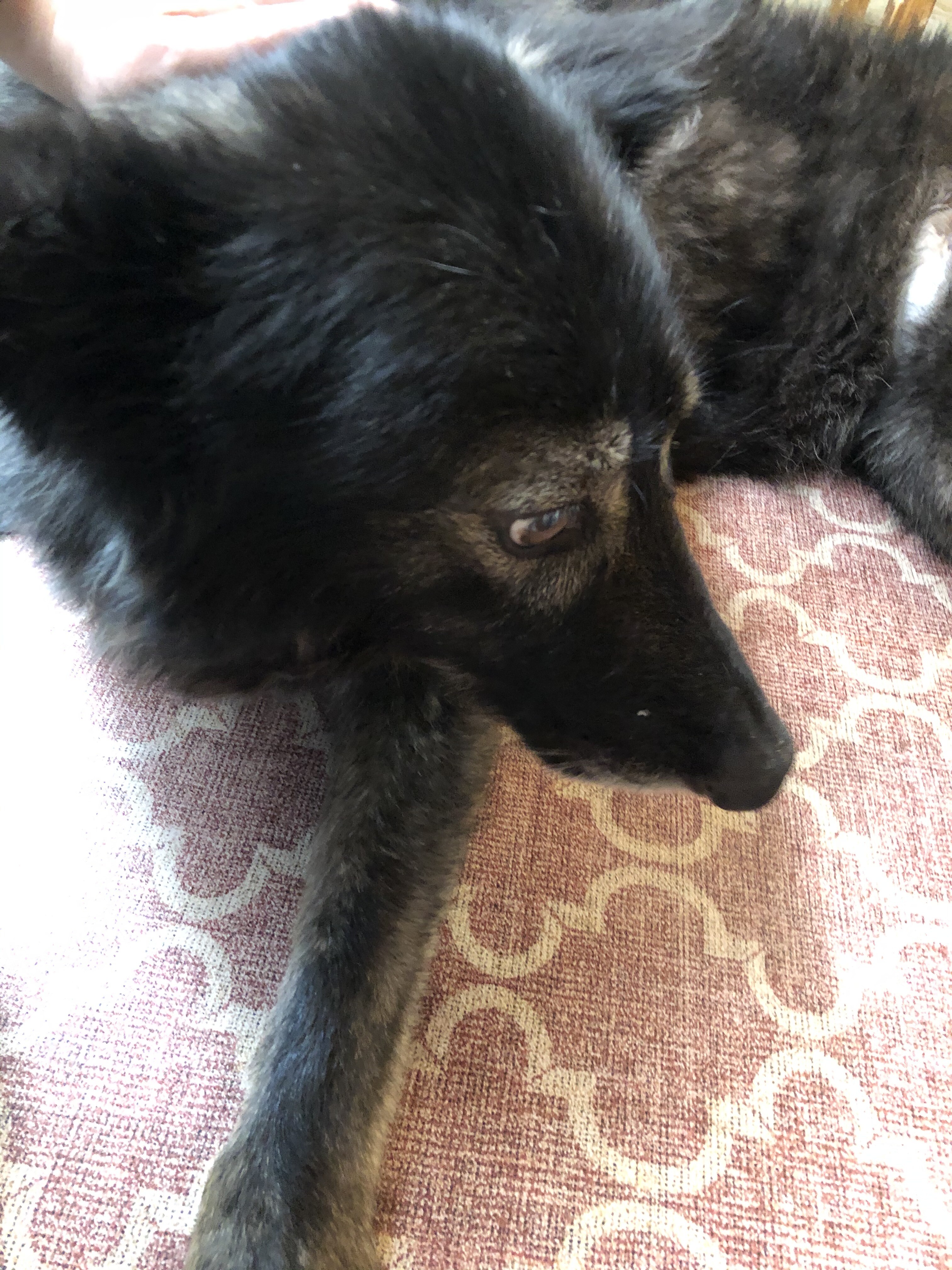 リープのお薬の話 老犬の膀胱炎 ゲームの話 ウチのナマモノ リープのお薬の話 老犬の膀胱炎 ゲームの話 ウチのナマモノ