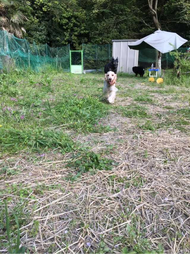 リズちゃん初ドッグラン ウチのナマモノ