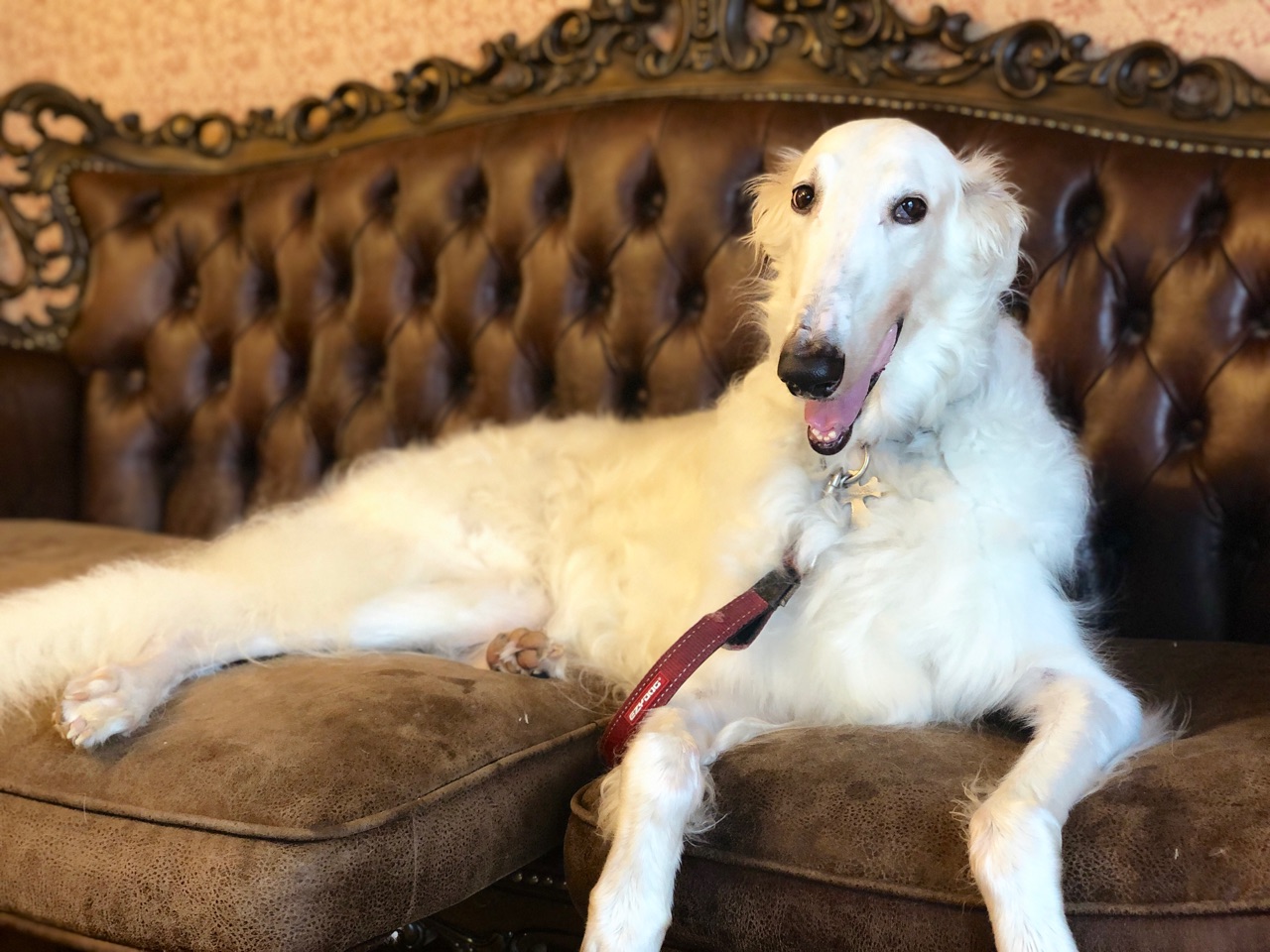 レッドノーズデー21に参加したおバジ丸 幸せな柴犬ゴローちゃん ウチのナマモノ