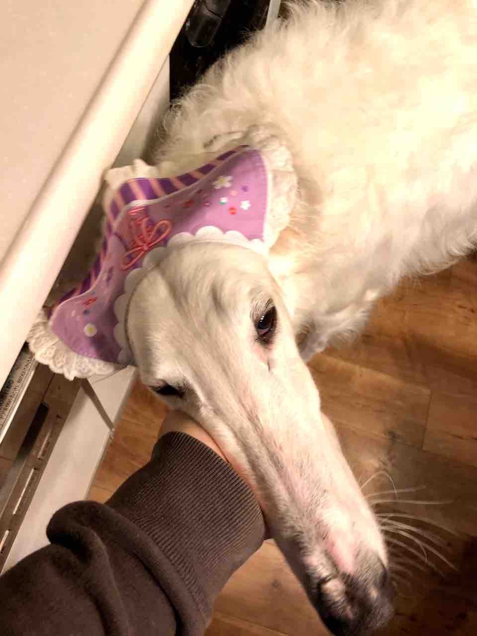 可愛い爆弾ボルゾイバージョン ウチのナマモノ