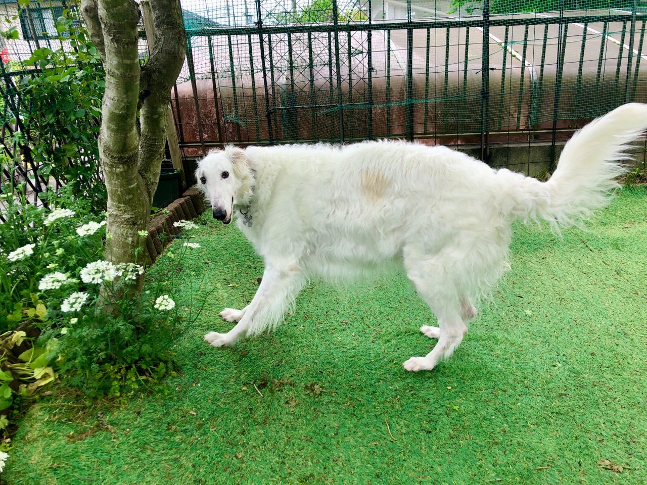 かくれんぼするゾ 犬の不安を和らげるオススメサプリレビュー ウチのナマモノ