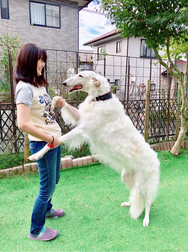 寝起きの私ｖｓボルゾイ ウチのナマモノ