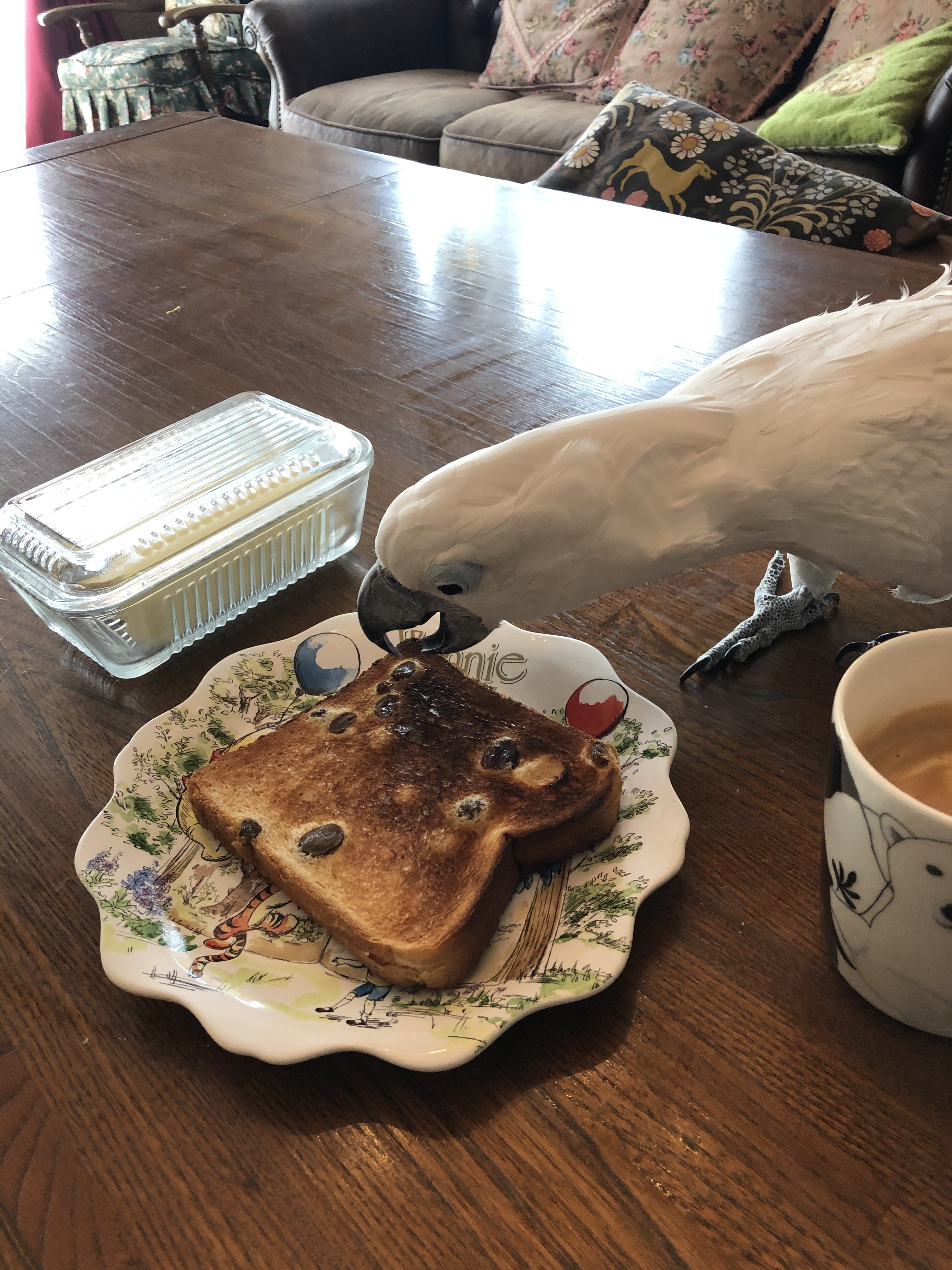 狙われしぶどうパン 犬と鳥にブドウは ウチのナマモノ