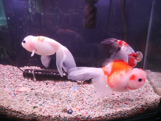 優雅な金魚達 癒し動画 ウチのナマモノ 優雅な金魚達 癒し動画 ウチのナマモノ