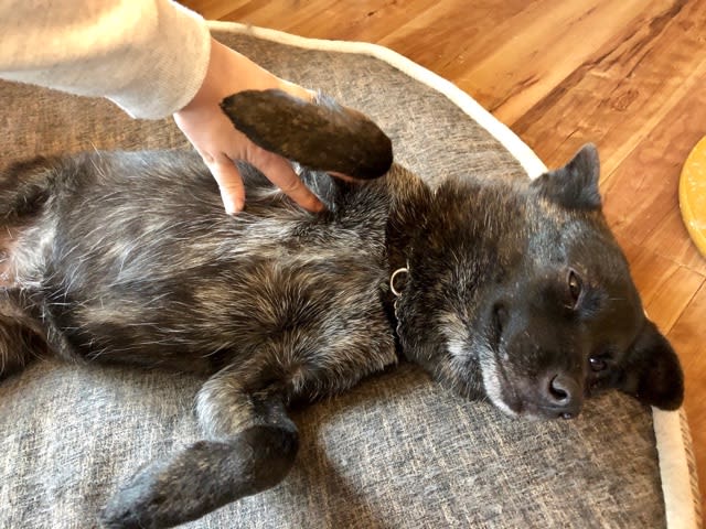 お腹を見せる甲斐犬 ウチのナマモノ