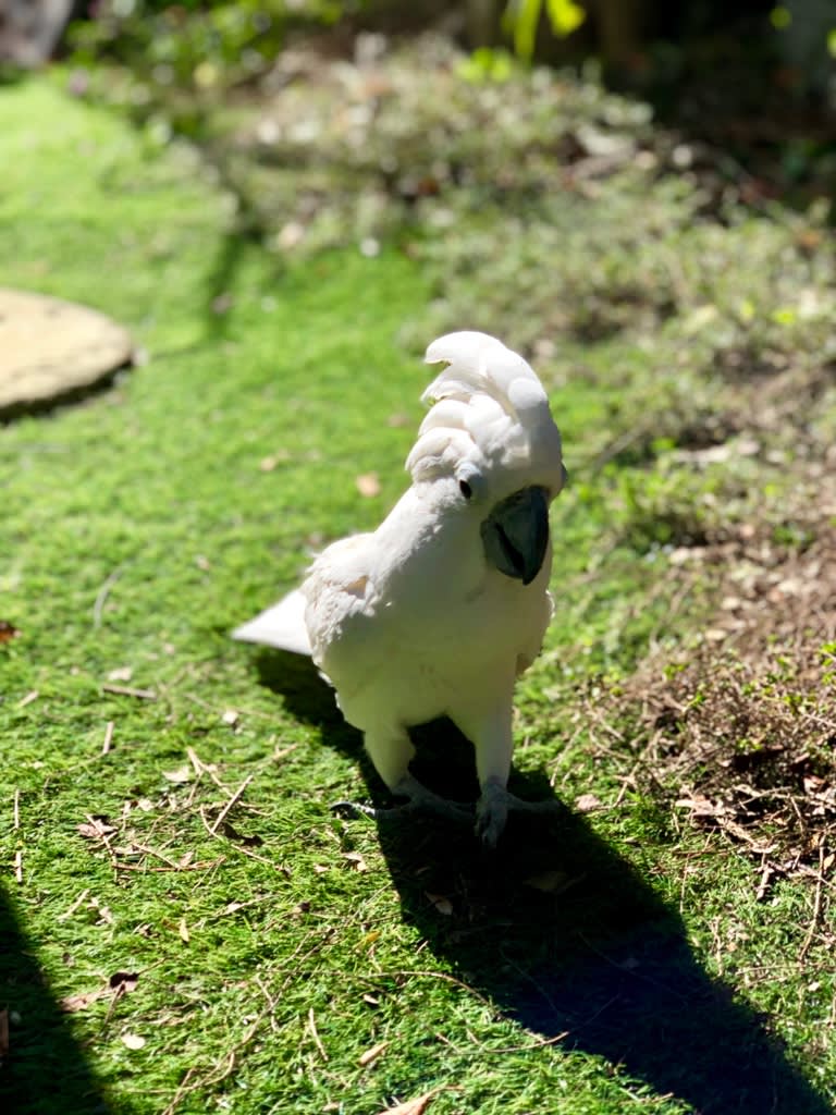アンパンマンのオープニングを見て喜ぶ仁ちゃんの動画 ウチのナマモノ アンパンマンのオープニングを見て喜ぶ仁ちゃんの動画 ウチのナマモノ