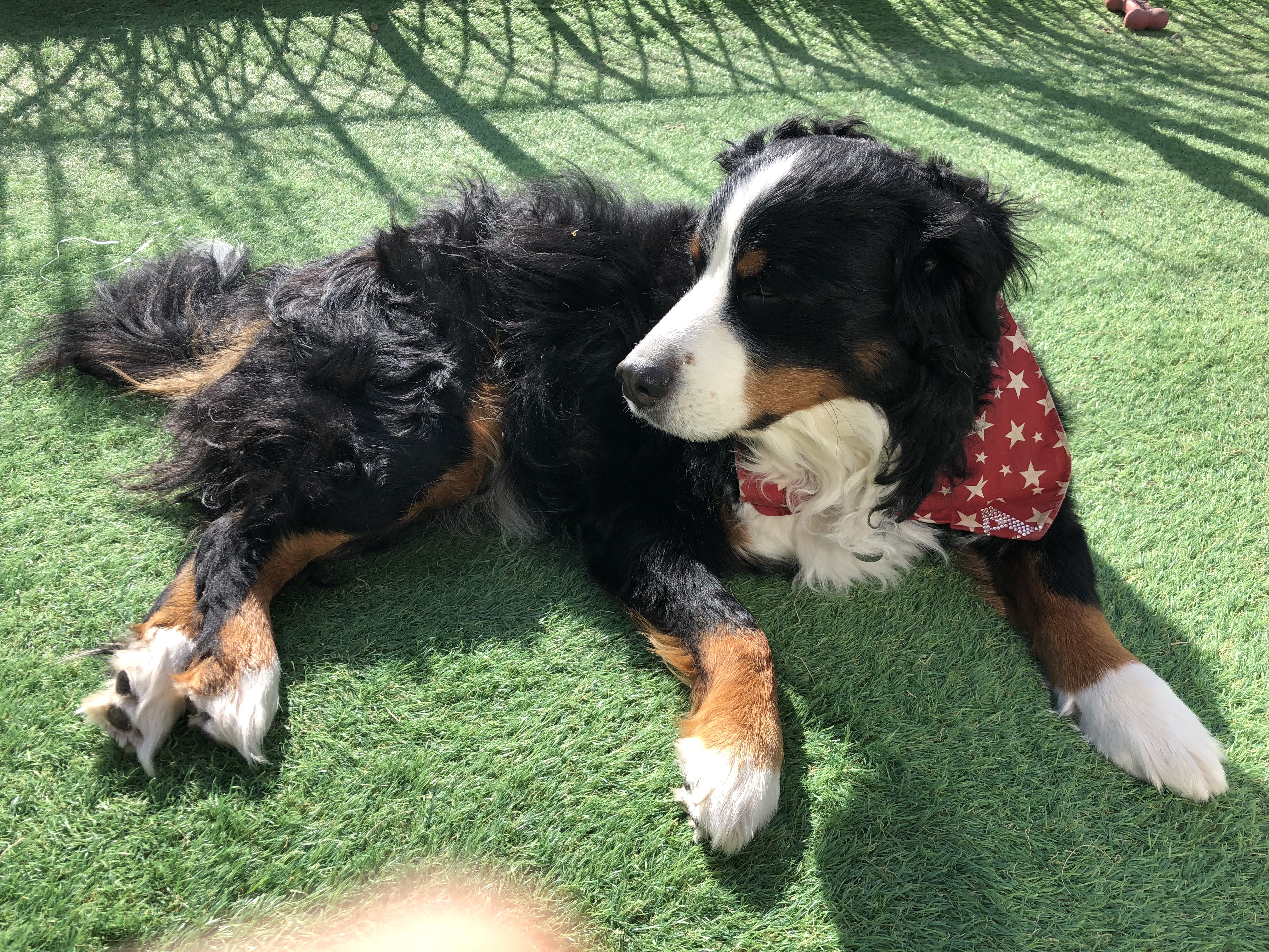 お昼間のアルバート君と雪 バーニーズは可愛い ウチのナマモノ