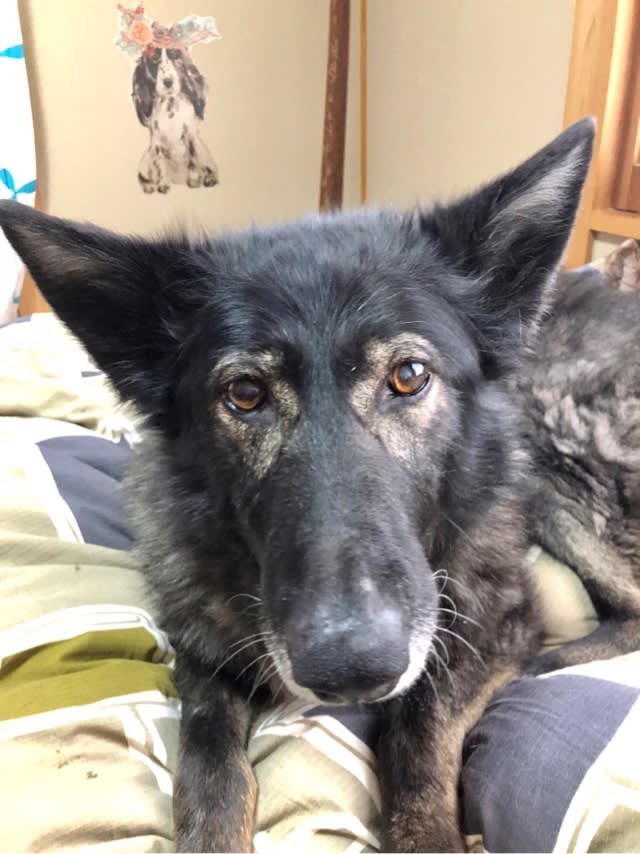 リープ シャンプーをする 私の夢と狼犬リープ ウチのナマモノ