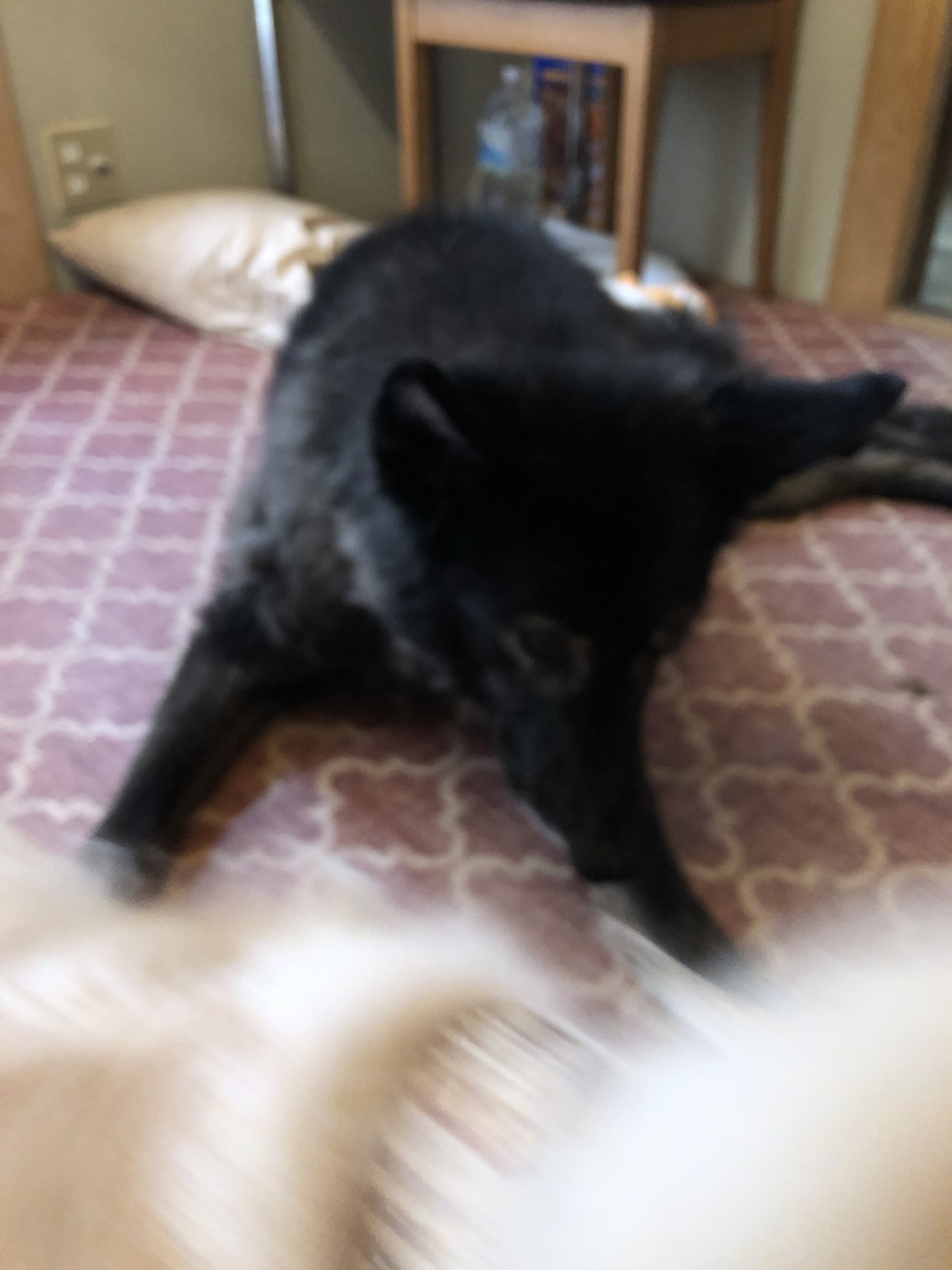 老犬が臭い原因 ご飯を食べなくなったリープ ウチのナマモノ 老犬が臭い原因 ご飯を食べなくなったリープ ウチのナマモノ