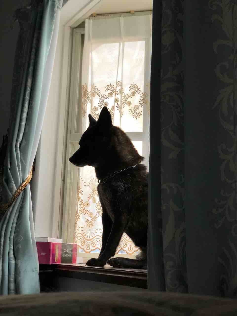 甲斐犬トラちゃん遠吠えするんやで 動画付き ウチのナマモノ 甲斐犬トラちゃん遠吠えするんやで 動画付き ウチのナマモノ