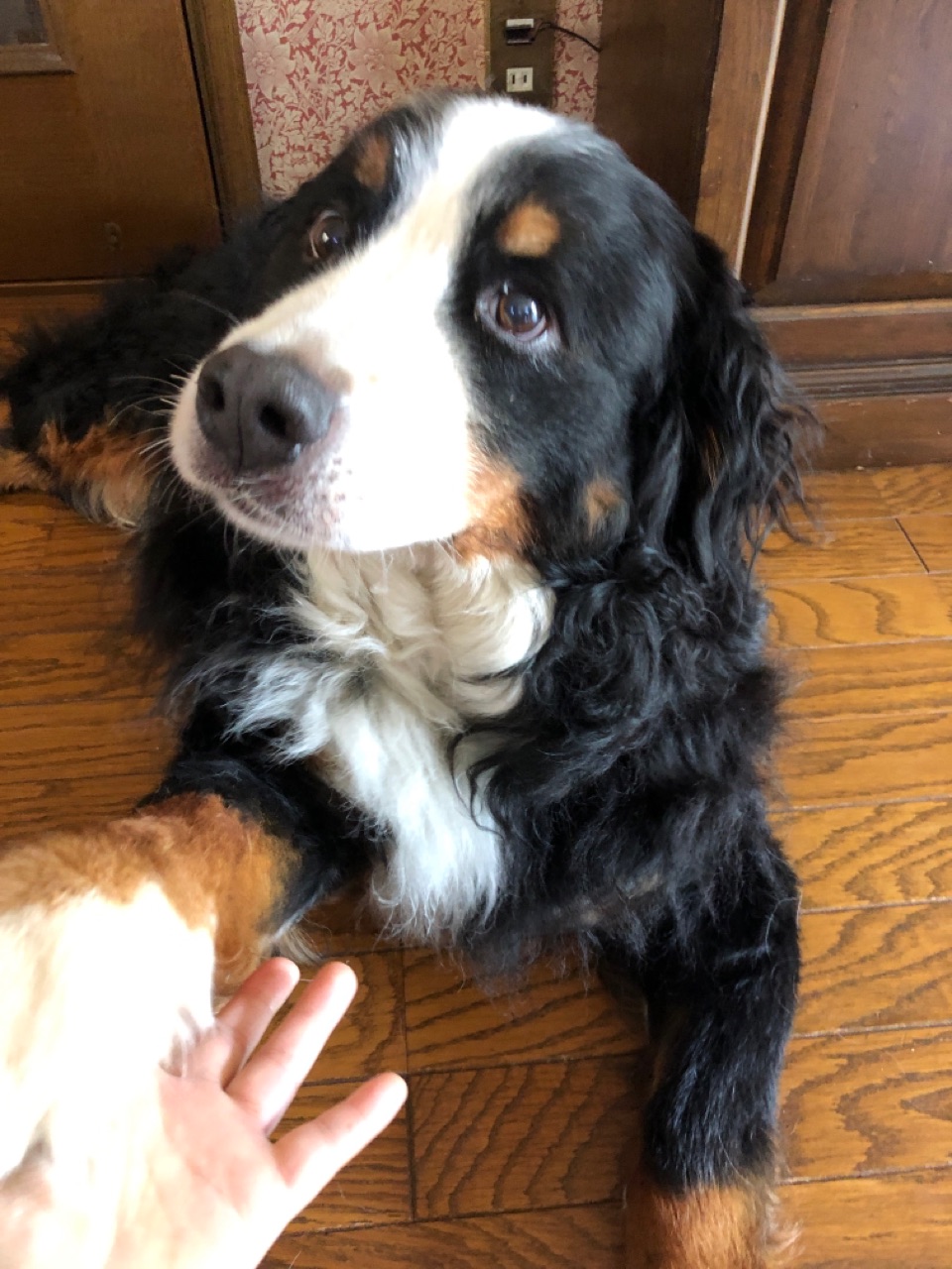 世界一可愛い大型犬の酸素室届きました ウチのナマモノ