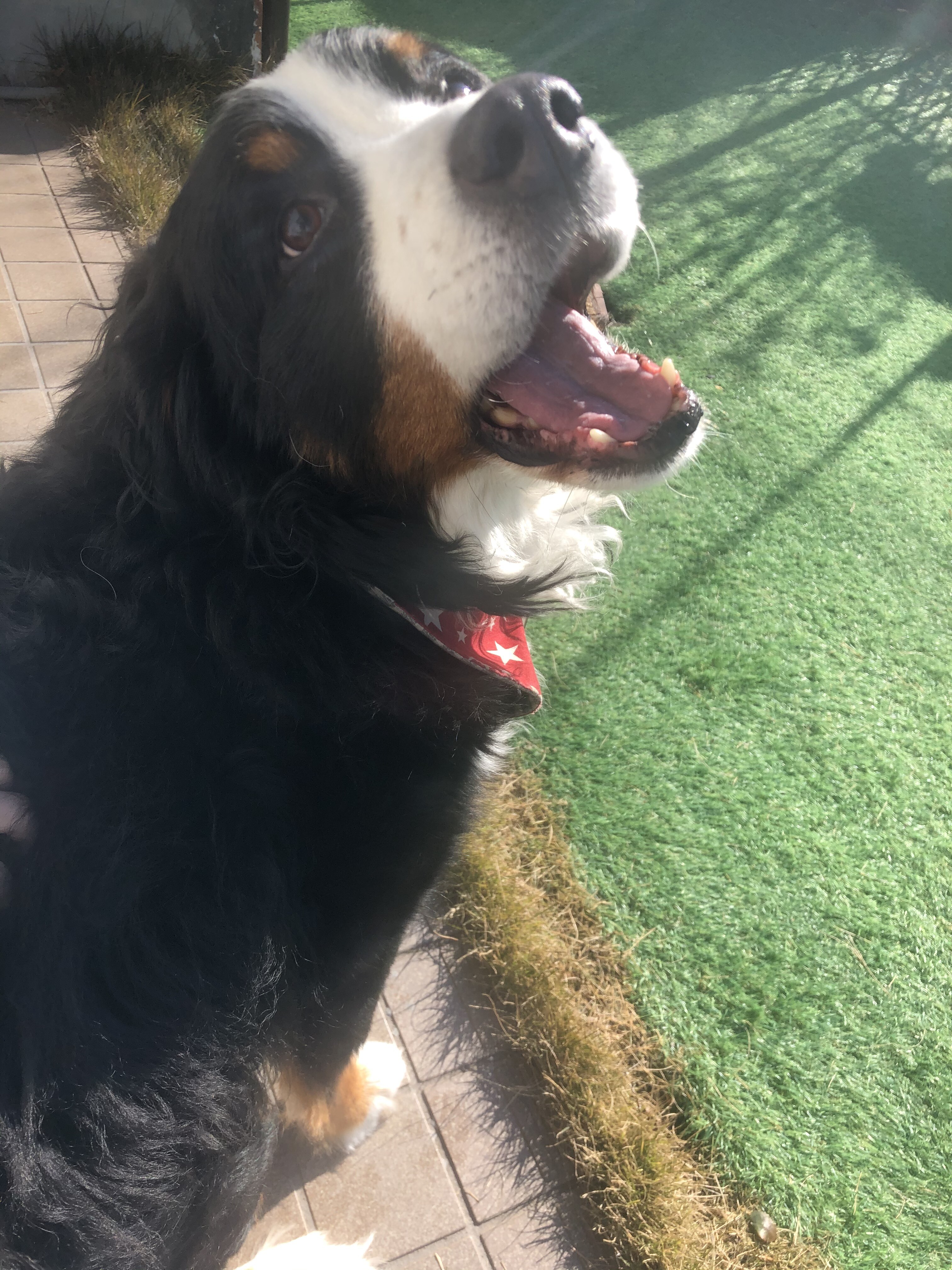 バーニーズって天使なの 悪魔なの アルバート君 ウチのナマモノ