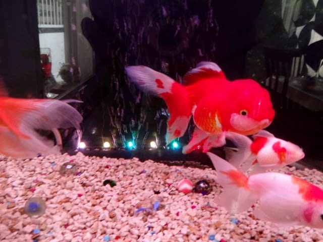 新しい金魚とディズニーコスプレ ウチのナマモノ