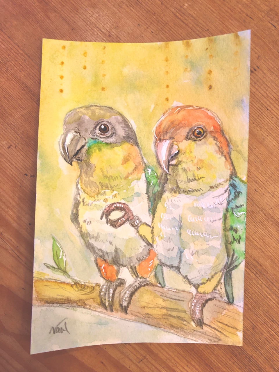 ズクロシロハラインコとシロハラインコの肖像画 絵画 水彩画 ウチのナマモノ ズクロシロハラインコとシロハラインコの肖像画 絵画 水彩画 ウチのナマモノ
