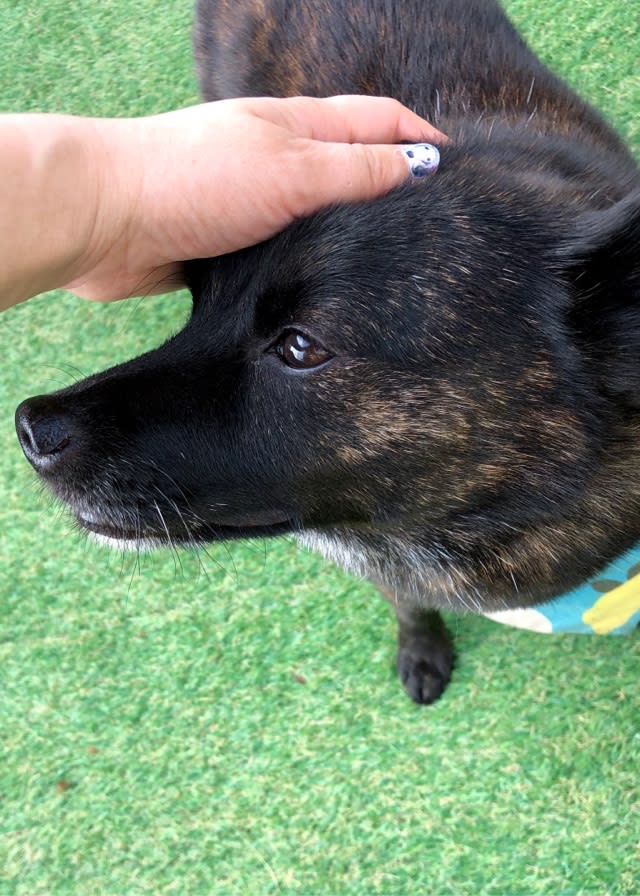 白髪と甲斐犬とベビーフェイス ウチのナマモノ