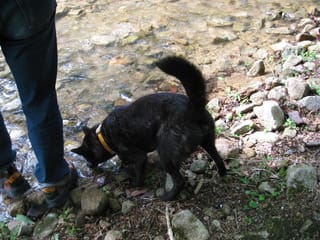 崖駆け下りる甲斐犬トラ ウチのナマモノ 崖駆け下りる甲斐犬トラ ウチのナマモノ