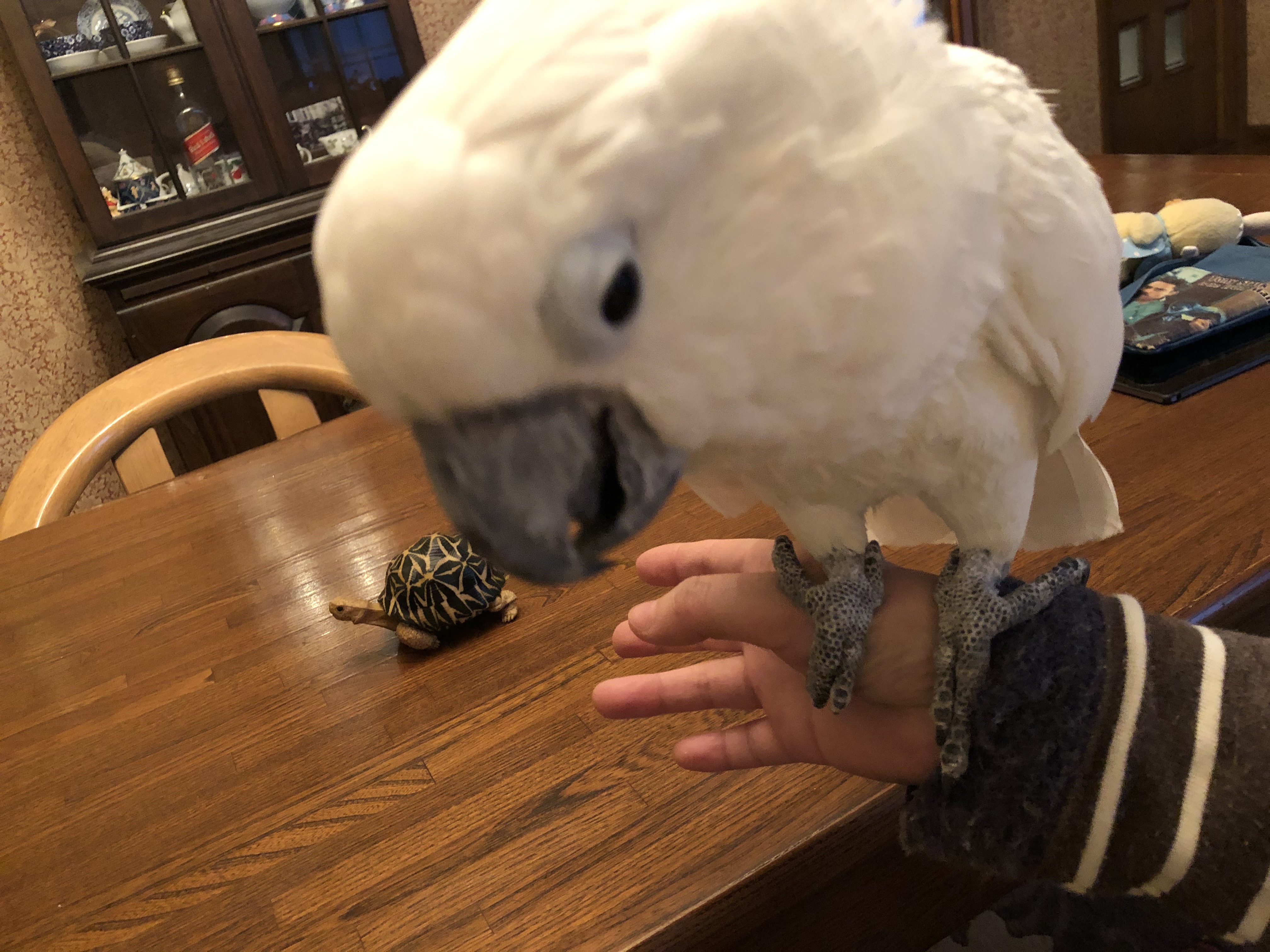 リクガメをお迎え と思ったら ウチのナマモノ