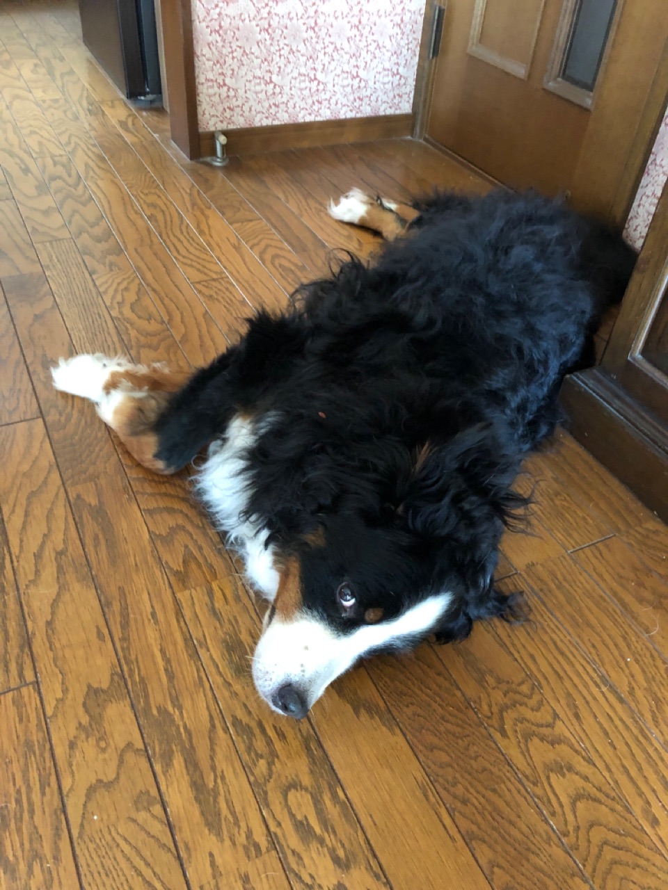世界一可愛い大型犬の酸素室届きました ウチのナマモノ 世界一可愛い大型犬の酸素室届きました ウチのナマモノ