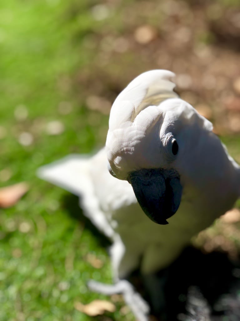 アンパンマンのオープニングを見て喜ぶ仁ちゃんの動画 ウチのナマモノ アンパンマンのオープニングを見て喜ぶ仁ちゃんの動画 ウチのナマモノ