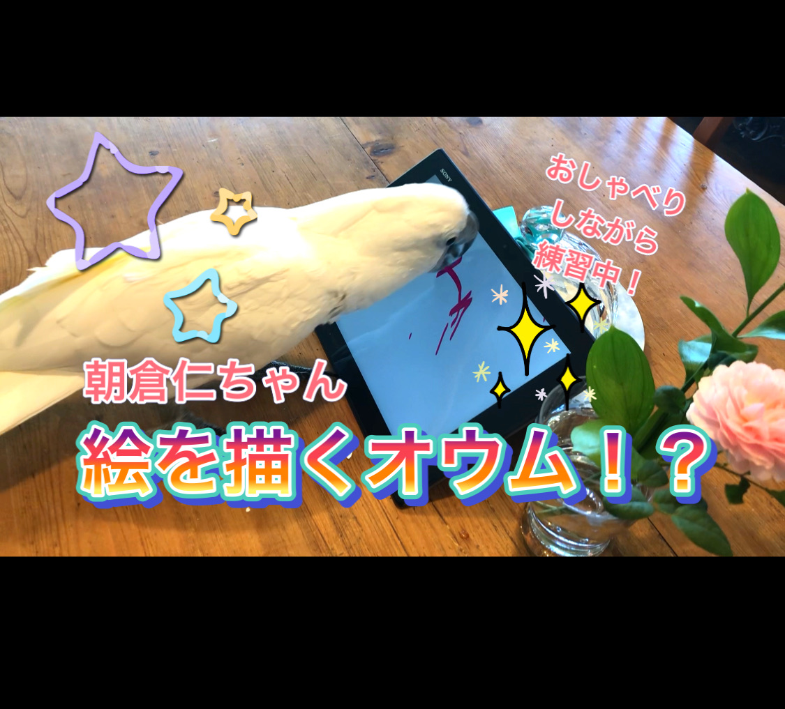 タイハクオウムの朝倉仁ちゃん お絵かきの練習動画 ウチのナマモノ