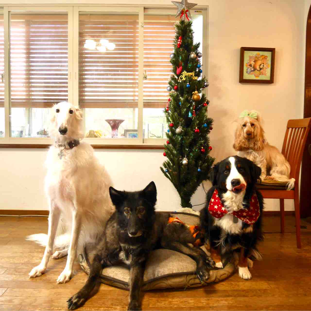 クリスマスイブは犬の集合写真を贈ろう ウチのナマモノ