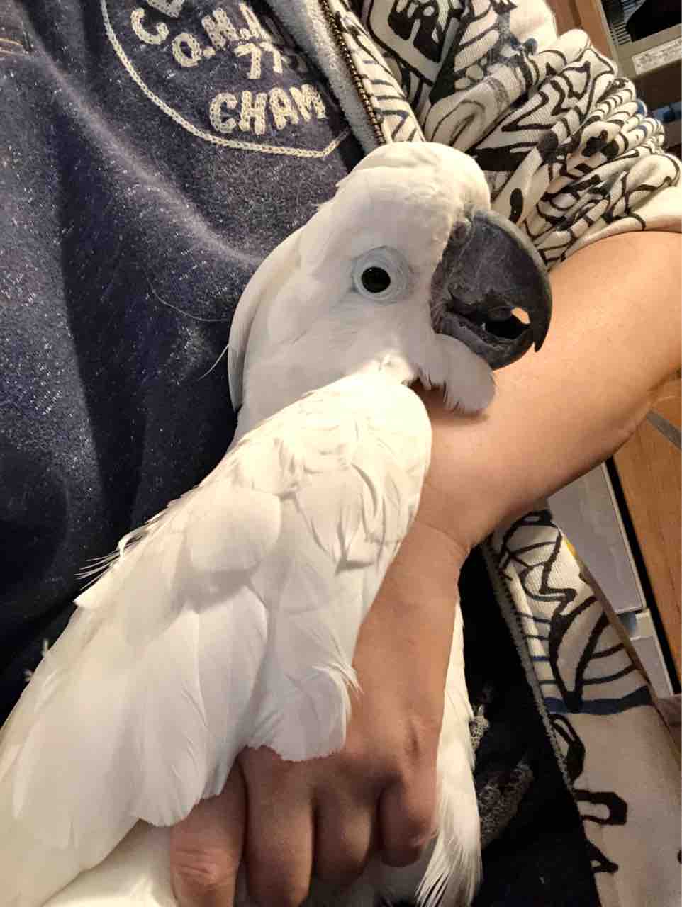 鳥に表情ないとかおかしなこと言うの誰なん ウチのナマモノ 鳥に表情ないとかおかしなこと言うの誰なん ウチのナマモノ