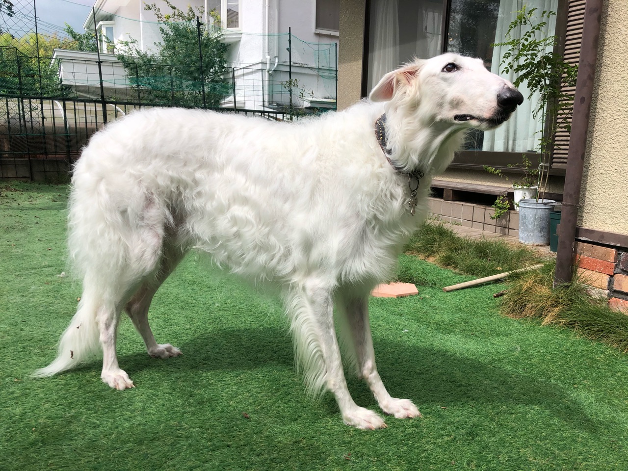 シャンプーしたおバジ タマゴー ウチのナマモノ シャンプーしたおバジ タマゴー ウチのナマモノ