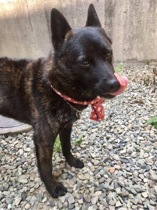 小さい甲斐犬トラのん ウチのナマモノ