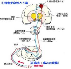 imageswsd