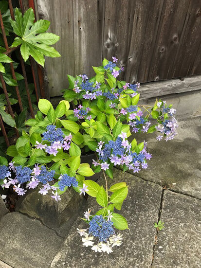 紫陽花