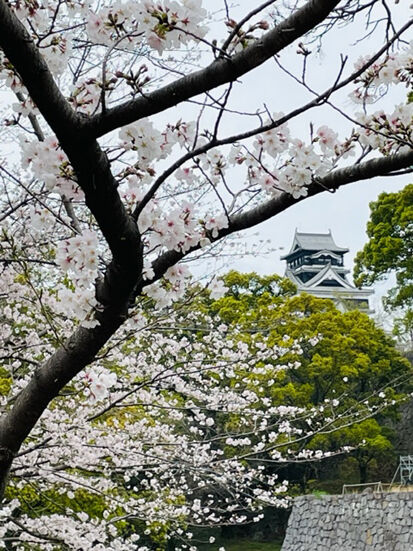 sakura05