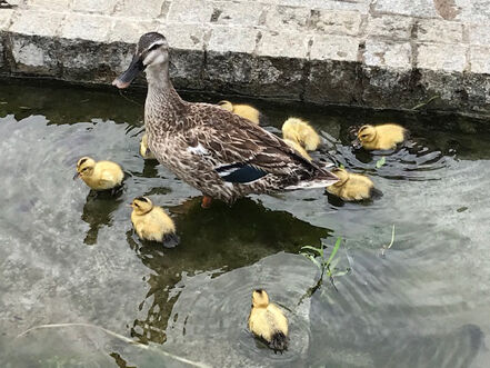 かもの親子