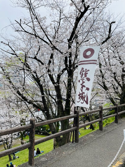 sakura03