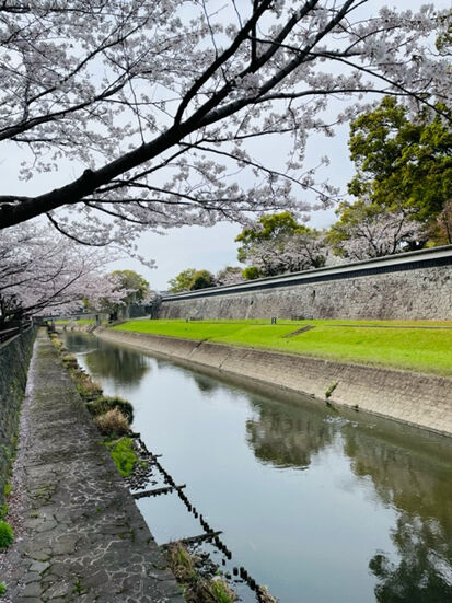 sakura02