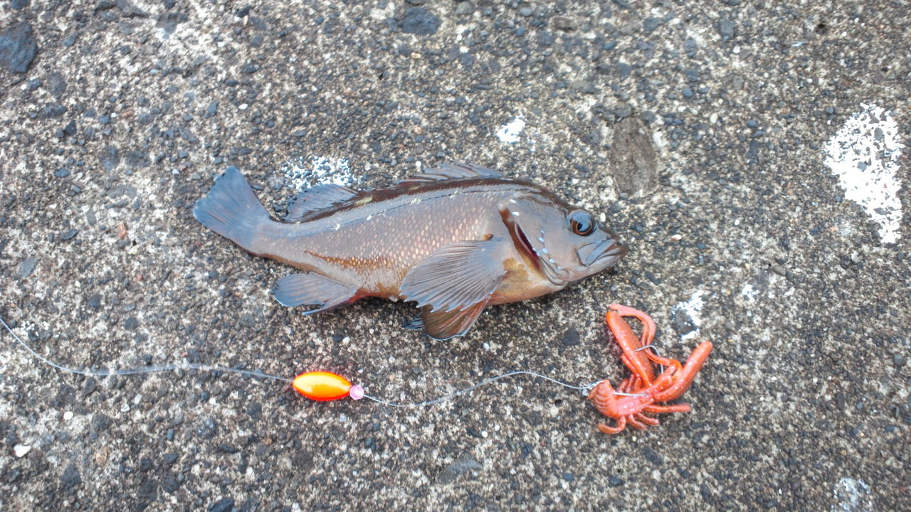 最高のひもq 釣り すべての魚の画像 最高のひもq 釣り すべての魚の画像