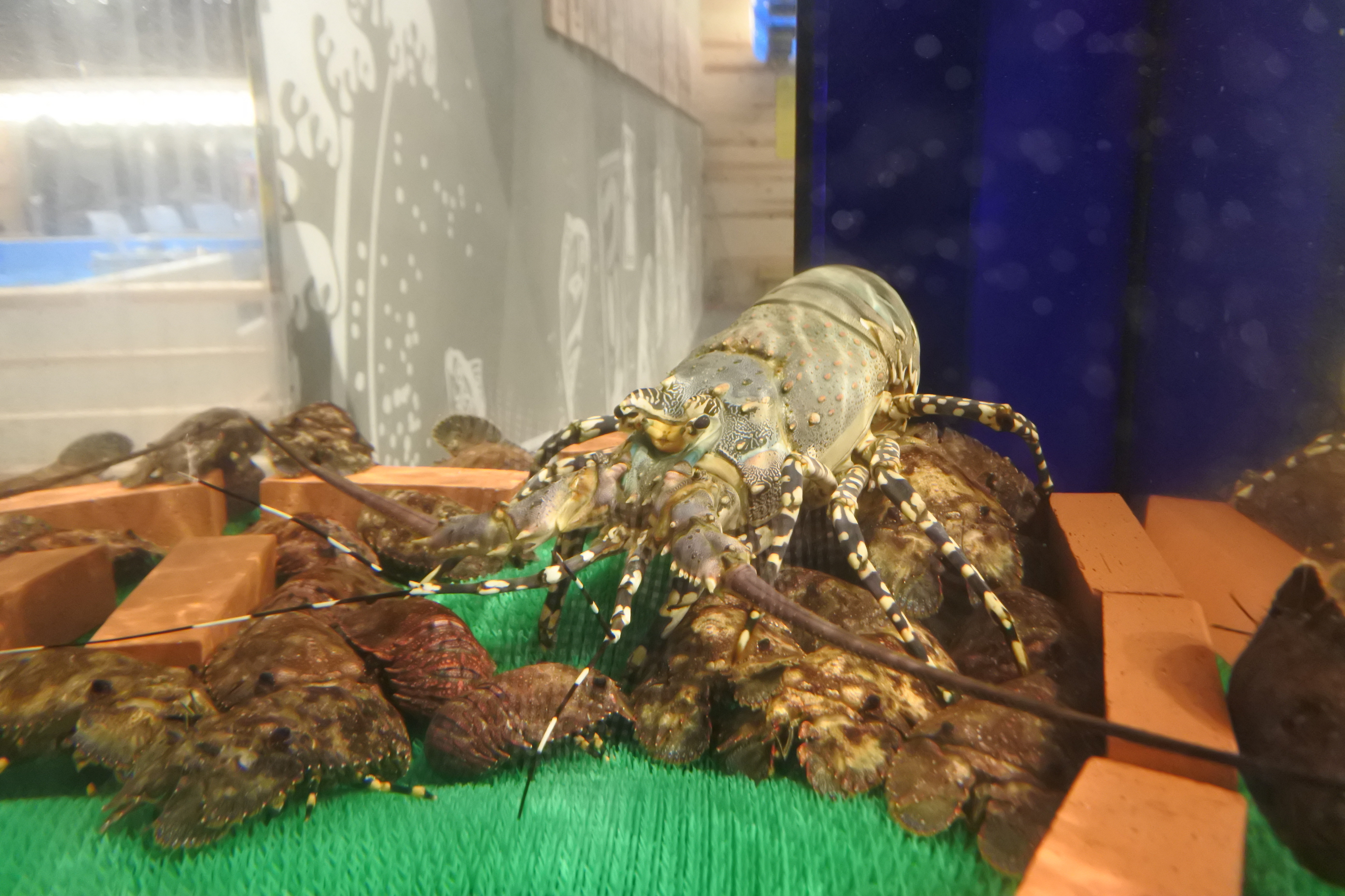 なんば Gwは店内に大きな船と釣り堀がある居酒屋へgo ジャンボ釣船 つり吉 難波店 自己中心食日記 Powered By ライブドアブログ