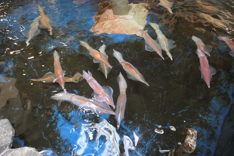 P1050067